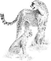SKBN15- Cheetah and Cub Sketching Made Easy Kit